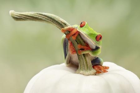 Rotäugiger Laubfrosch auf einem weißen Kürbis