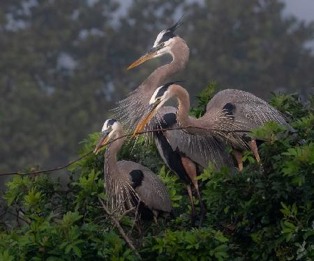 Gemeinsam das Nest bauen