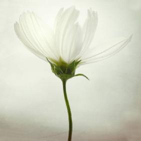 White cosmos