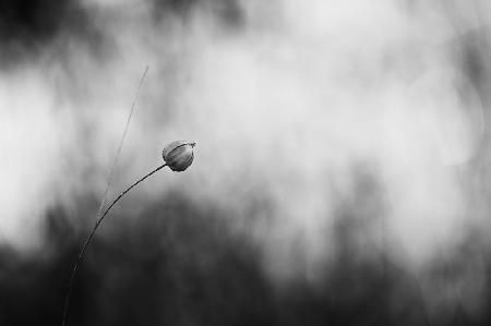 Flachs nach der Blüte