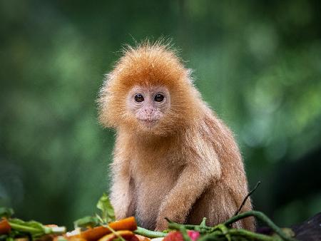 Baby-Lutung