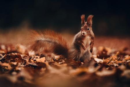 Rotes Eichhörnchen (Sciurus vulgaris)