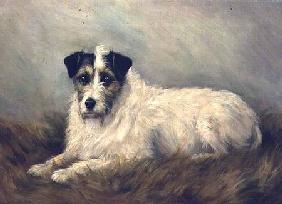 Terrier