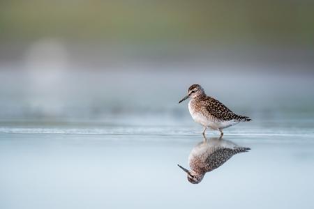 Bruchwasserläufer (Tringa Glareola) mit Spiegelung