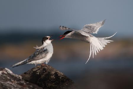 Lieferung nach Hause im Küstenseeschwalben-Stil