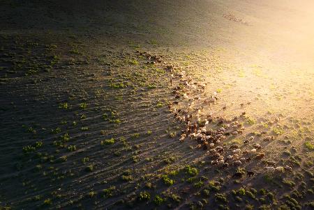 Die Schafe im goldenen Licht