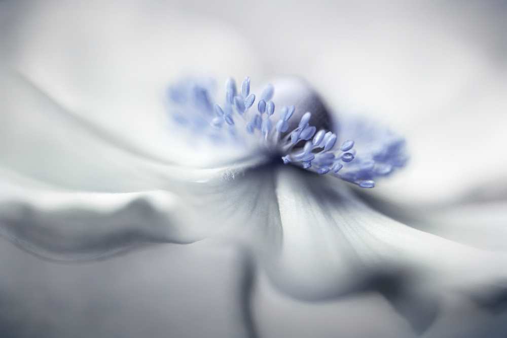 Anemone spirit von Mandy Disher