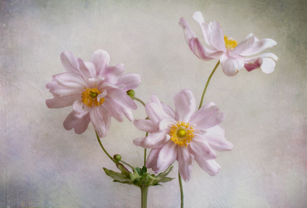 Anemonen von Mandy Disher