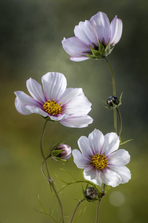 Cosmos von Mandy Disher