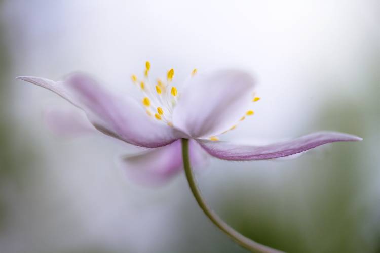 Nemorosa von Mandy Disher