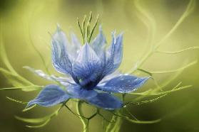 Nigella