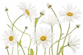 Ox eye Daisies