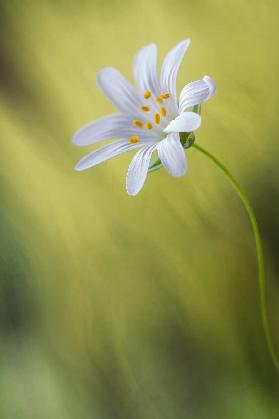 Stitchwort