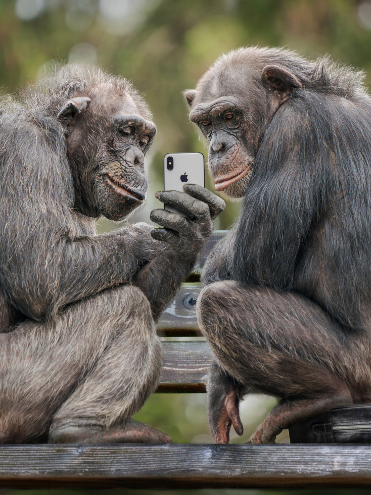 MonkeyPhone von Marcel Egger