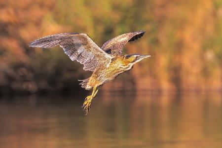 Der Flug des Engels