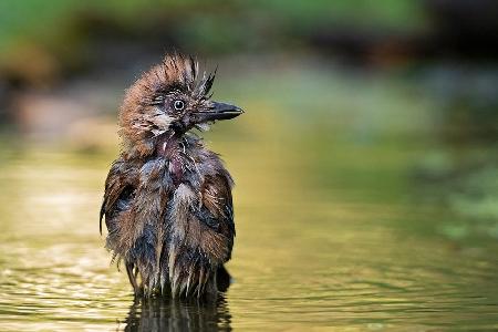 Der Punk im Teich