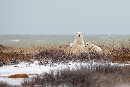 Die Familie im Wind