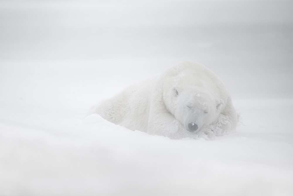 frozen dreams von Marco Pozzi