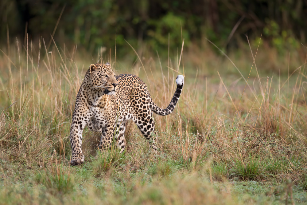 Leopard am Morgen von Marco Pozzi