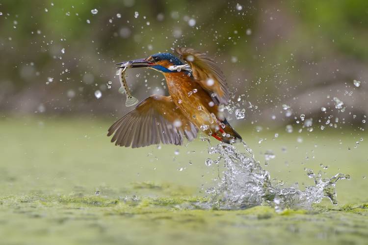 Green Fishing von Marco Redaelli