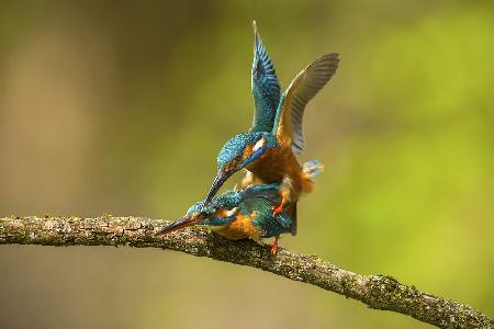 Verliebter Eisvogel