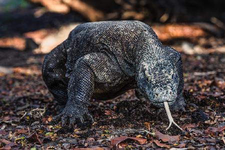 König von Komodo