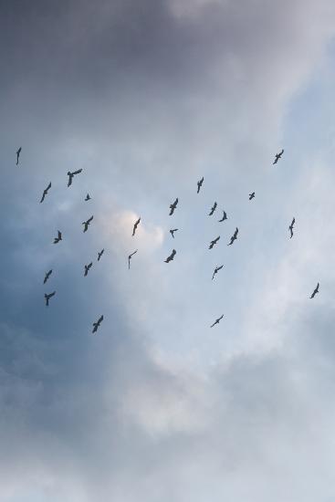 Frei wie ein Vogel