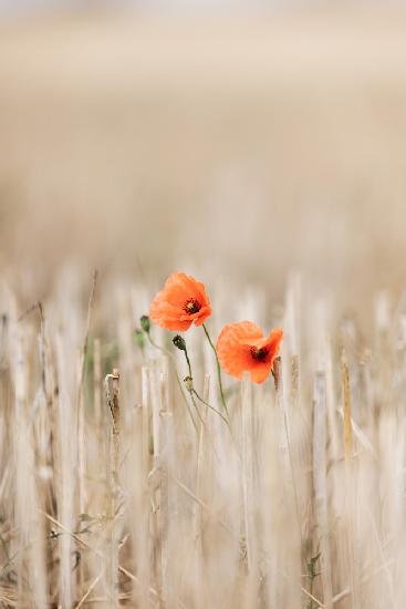 Sommermohn