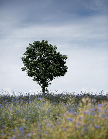 Sommerwiese