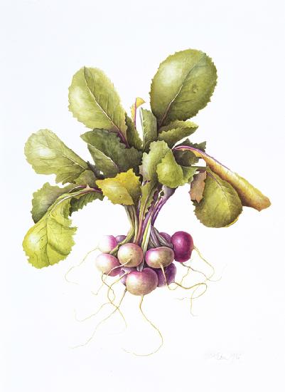 Miniature turnips 1995