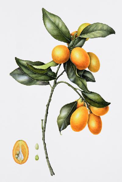 Kumquat, 1996 (w/c on paper)  1996