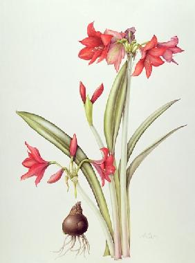 Hippeastrum ''Pamela'', 1999 (w/c on paper) 