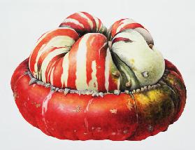 Turk''s Turban Squash, 1995 (w/c on paper) 