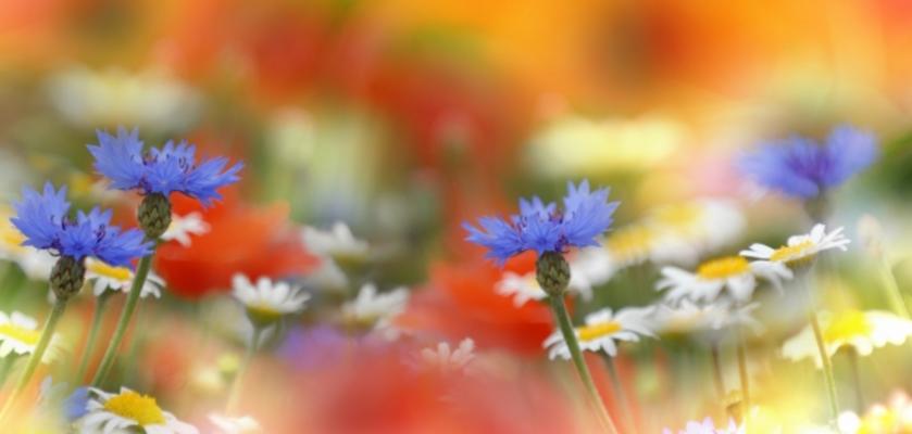 Sommerbeginn von Mariola Bednar