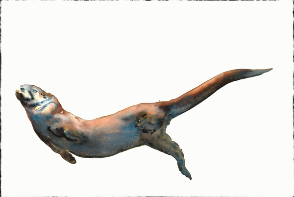 Dog Otter von Mark  Adlington