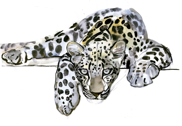 Arabian Leopard von Mark  Adlington