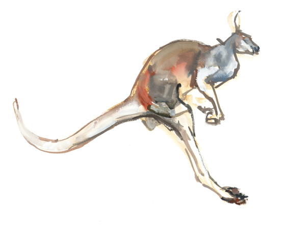 Boing, (Red Kangaroo) von Mark  Adlington