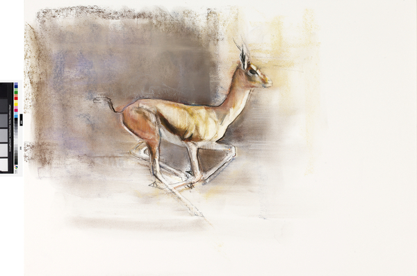 Desert Wind (Arabian Gazelle) von Mark  Adlington