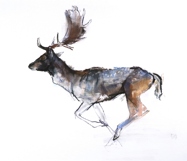 Evening Buck (Fallow deer) von Mark  Adlington