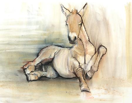 Foal 2012