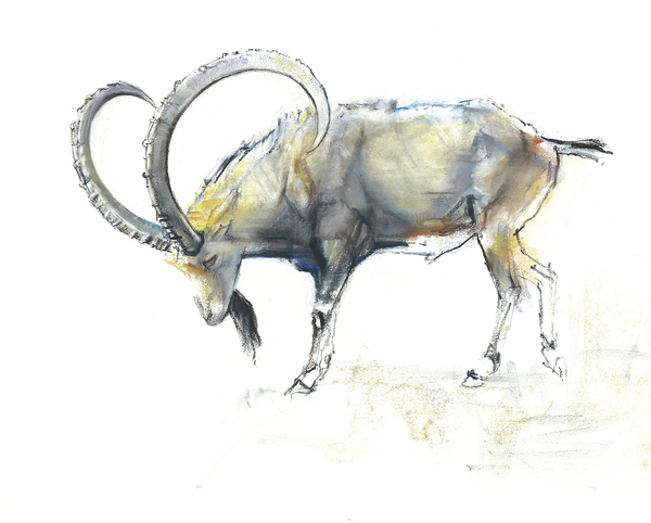 Nubian Ibex von Mark  Adlington