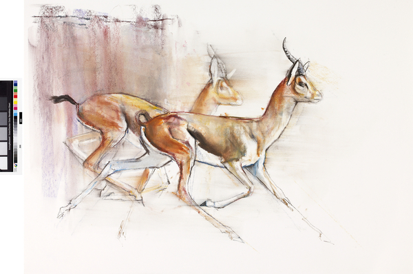 Running Arabian Gazelles von Mark  Adlington