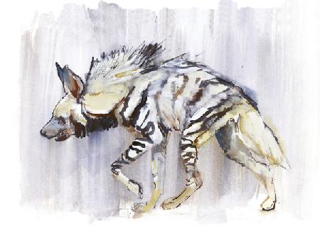 Striped Hyaena 2010