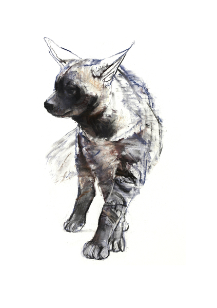 Striped Hyaena Pup von Mark  Adlington