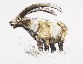 Ibex, Noasca