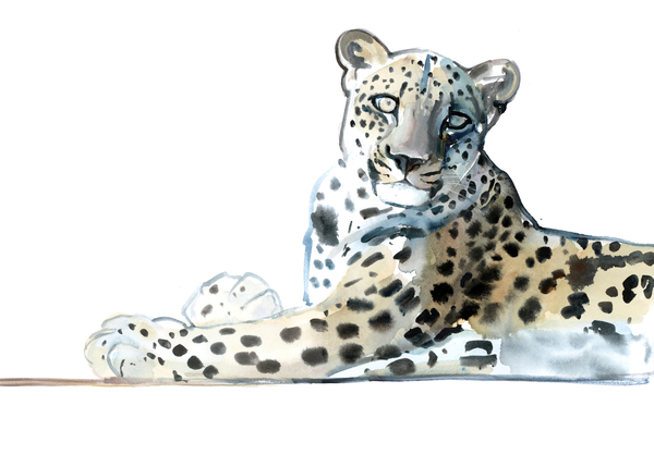 Tilt (Arabian Leopard) von Mark  Adlington