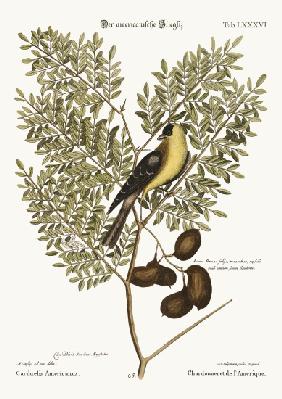 The American Goldfinch 1749-73