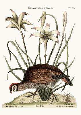 The American Partridge 1749-73