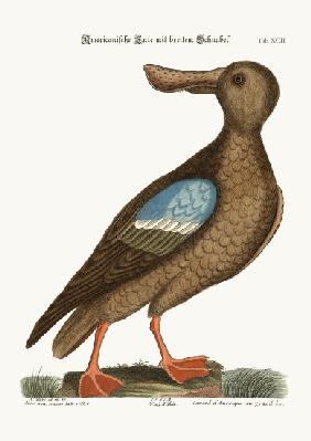 The Blue-wing Shoveler 1749-73