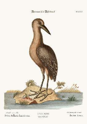 The brown Bittern 1749-73